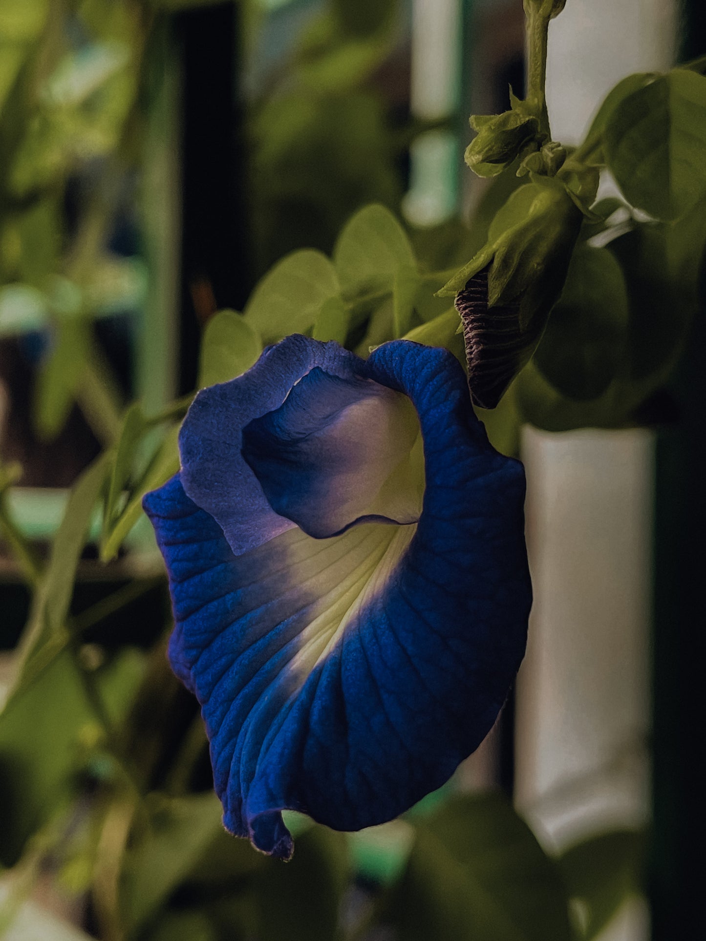 BUTTERFLY PEA