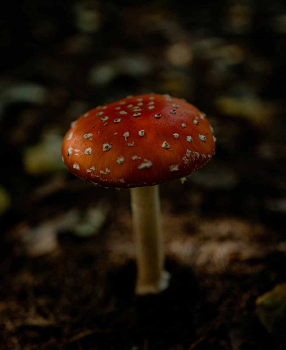 Amanita Muscaria - Der Fliegenpilz