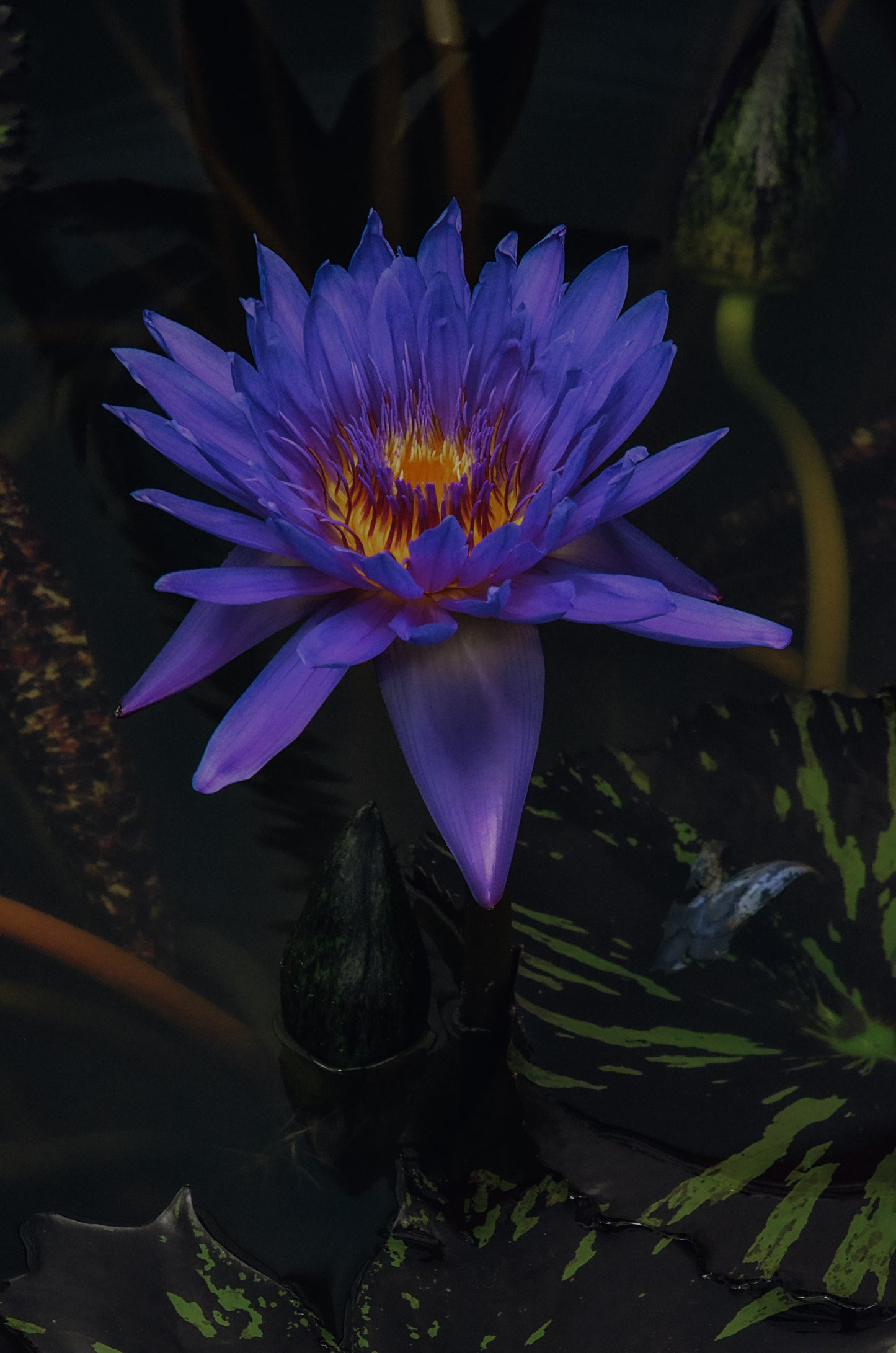 BLUE LOTUS